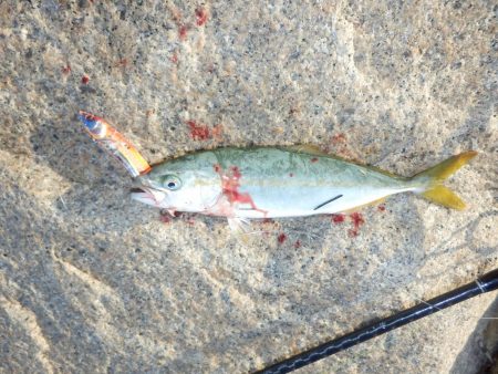 熱中症⁇超危険‼南大阪